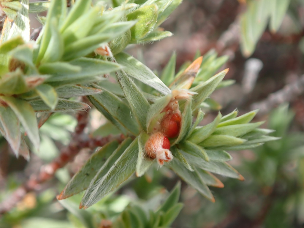 Pimelea aridula aridula, Central Otago, NZ-OT, NZ, by greenschist
