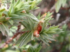Pimelea aridula aridula
