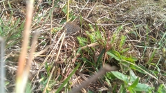 Tarucus