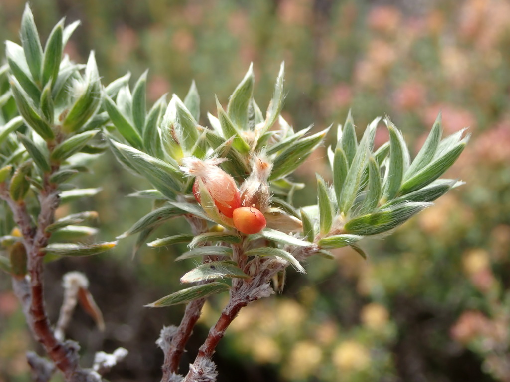 Pimelea aridula aridula, Central Otago, NZ-OT, NZ, by greenschist