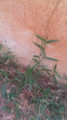 Paspalum conjugatum