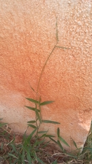 Paspalum conjugatum