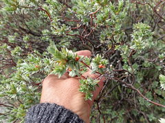 Pimelea aridula aridula
