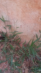 Paspalum conjugatum