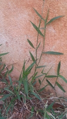 Paspalum conjugatum