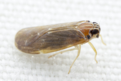 Synecdoche impunctata