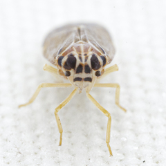 Synecdoche impunctata