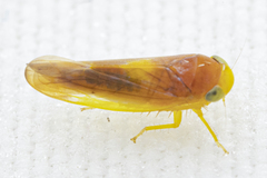 Colladonus setaceus
