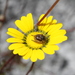 Ursinia oreogena - Photo (c) murraychristian,  זכויות יוצרים חלקיות (CC BY-NC)