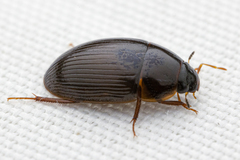 Cymbiodyta bifidus