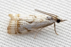 Microcrambus elegans