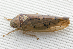 Ponana quadralaba
