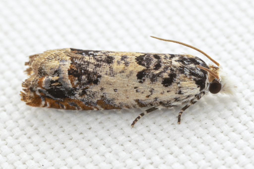 Ornate Eucosma
