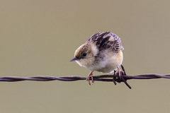 Cisticola cinnamomeus