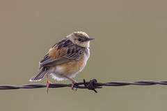 Cisticola cinnamomeus