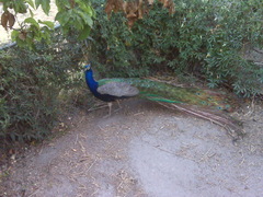 Pavo cristatus