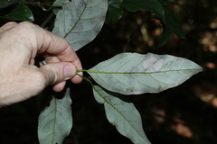 Cryptocarya erythroxylon