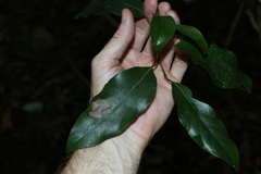 Cryptocarya erythroxylon
