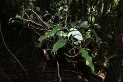 Cryptocarya erythroxylon
