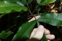 Acronychia pubescens