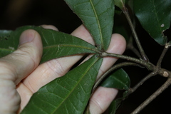 Acronychia pubescens