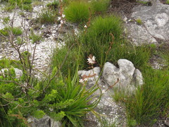 Trachyandra tabularis