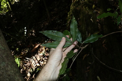 Acronychia pubescens