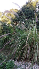 Miscanthus floridulus