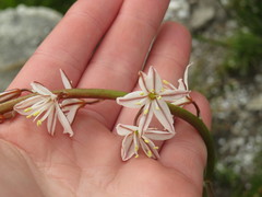 Trachyandra tabularis