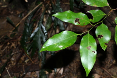 Cryptocarya erythroxylon