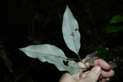 Cryptocarya erythroxylon
