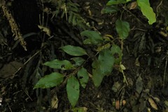 Cryptocarya erythroxylon