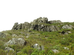 Elaphoglossum conforme