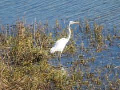 Ardea alba