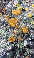 Helichrysum rutilans