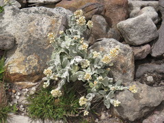 Helichrysum diffusum