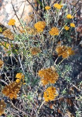 Helichrysum rutilans