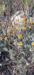 Helichrysum rutilans