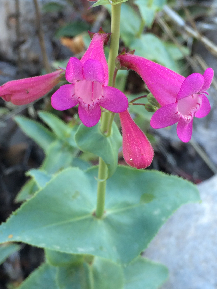Penstemon pseudospectabilis