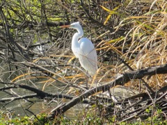 Ardea alba