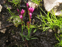Thereianthus minutus