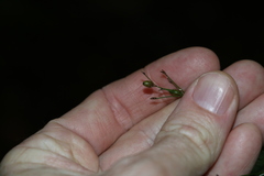 Exocarya sclerioides