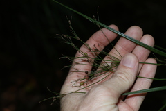 Exocarya sclerioides