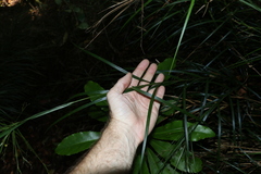 Exocarya sclerioides