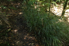 Exocarya sclerioides