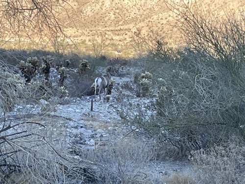iNaturalist observation photo of Desert Bighorn Sheep