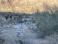 Ovis canadensis nelsoni