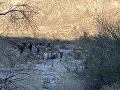 Ovis canadensis nelsoni
