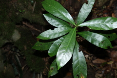 Atractocarpus benthamianus