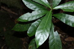 Atractocarpus benthamianus
